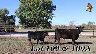 Lot 109 \u0026 109A | Green Springs Bull Test Fall Sale | 11/18/2024