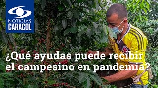 ¿A qué tipo de ayudas puede acceder el campesino colombiano para enfrentar la pandemia?