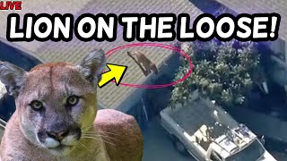 Breaking. MOUNTAIN LION ON THE LOOSE! LIVE! CALIFORNIA