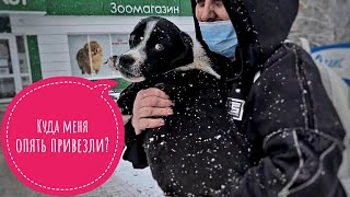 Бублика на уколы🥺Устанавливаем клетку для хвостиков в зоомобиль, продолжаем строить котидом😍