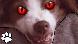 Tiny Evil Dogs 😈 | Funny Dog Compilation 2018