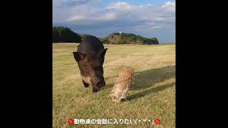 凸凹コンビだけど心は繋がっているふたり🌺 #shouts #mipig #マイクロブタ#メンフクロウ