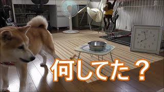 柴犬小春　今朝こは　検証！飼い主が朝食で退室してる間、部屋で一人で何してるの？