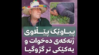 🔶پیاوێک پێڵاوی ژنەکەی دەخوات و یەکێکی تر گژوگیا