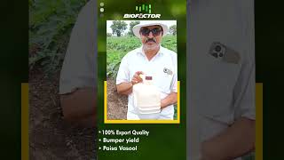 Papaya  farmer from nandurbar maharastra reviews from  biofactor biofertilizer products  #papaya