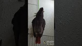 AFRICAN GREY parrot reciets surah IKHLAAS