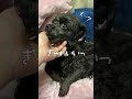 【ペキプー】甘えん坊な犬と心の声が漏れちゃうママ【トイプードル×ペキニーズ】