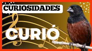 INACREDITÁVEL! CONHEÇA O PÁSSARO CURIÓ: UM PÁSSARO ENCANTADOR EM TODO BRASIL🎵🎶