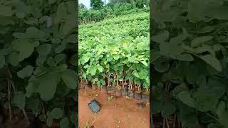 Red sandal (ఎర్ర చందనం) plants available at Sri Krishna Nursery, Rajahmundry #redsandal