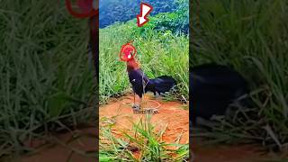 Kokok ayam pikat di saat mencari musuh, sangat gacor ‼️#ayam #rooster #ayamhutan #chicken #trending