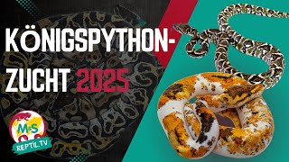 💎 Ball python breeding 2025: Our most exciting projects! 🐍