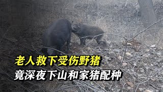 An injured wild boar accidentally saved by an old man went down the mountain late at night