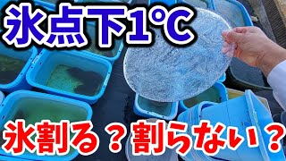 氷点下1℃！メダカ水槽がガチガチに凍結！氷を割る？割らない？視聴者のご意見を聞きたい！安らぎAQUAちゃんねる