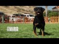 PROFESSIONAL ROTTWEILER BREEDER EXPLAINS DIFFERENCE BETWEEN GERMAN AND AMERICAN ROTWEILLERS