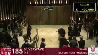 Silverwave, top price de la Vente d'automne Arqana, vendu 420 000 €