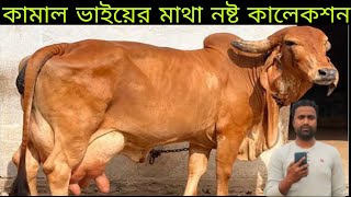 জার্সি সহ বাছাই কালেকশন কামাল ভাইয়ের। দেখলে কিনতে হবে।