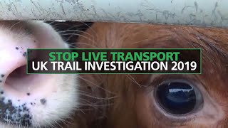 Stop Live Transport - UK Trail Investigation 2019