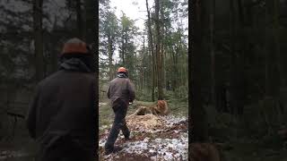 Logging  Old Growth Hemlock Wisconsin Winter Hand Cutting #chainsaw #lumberjack #logging