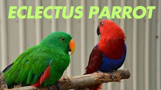 Why the Eclectus Parrot is a Top Choice for Bird Lovers