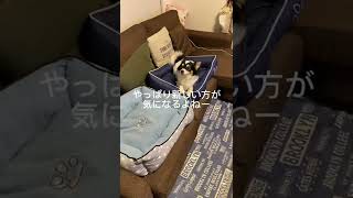 新しいベッドを購入🛌どちらで寝るかな？🐮