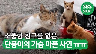 [눈물 주의] 소중한 친구를 잃은 단풍이의 가슴 아픈 사연ㅠㅠ I TV동물농장 (Animal Farm) | SBS Story