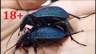 Спаривание двух Carabus (Procerus) scabrosus caucasicus (Mating of beetles)