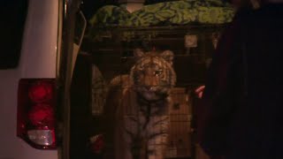 BCSO deputies seize tiger on Southwest Side property, owner cited