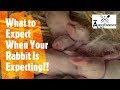 Cuniculture #6: What To Expect When Your Rabbit Is Expecting!  Preparing For Homestead Bunnies