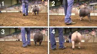 4-H Swine Judging: Example 2- Prospect Market Hogs