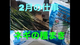 【千葉 農家 農業 田舎】ネギの種まき　夏扇４号　チェーンポットに種まき