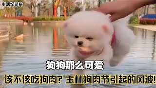 狗狗那么可爱，你能忍心吃了它吗？玉林狗肉节引起的风波