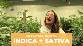 Indica + Sativa: Do They Matter?