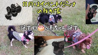 11月は誕生日🎂ラッシュ🎶そしてライムが出産しました！