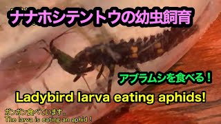 ナナホシテントウの幼虫がアブラムシを食べる！Ladybird larva eating aphids!