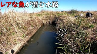 レアな あの魚が潜む水路