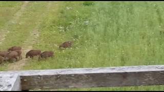 Mežacūkas/Wild boars