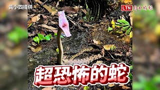 龜殼花爽吃宵夜肚子鼓起 被撞見「怒張大嘴」畫面曝（黃小四提供）