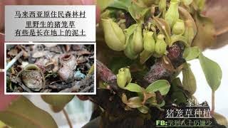 学到八十仍嫌少 猪笼草种植与繁殖 #马来西亚家庭式种植猪笼草 4大关键 水份 阳光 是关键 无需施肥 #阳台种植  #天台种植 #学到八十仍嫌少 陪你慢慢长大#Nepentheseveryleaf