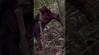 Extremely Rare Black Northern Tamandua In The Jungle Of Perú