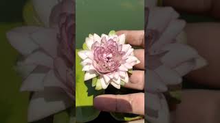 water lily jongkolnee flower plant #waterlily #nymphaea