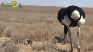 Male Somali Ostrich and chicks, Lewa Conservancy, Kenya