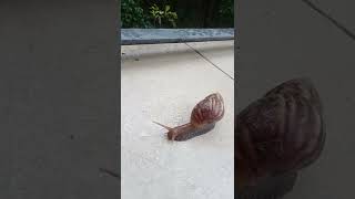 Learn to walk in slow motion from a snail