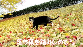 【ワレニャン】猫が銀杏紅葉の黄金色絨毯を歩く Cat walks on fallen leaves amid golden color autumn foliage