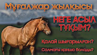 МҰҒАЛЖАР ЖЫЛҚЫСЫ жайлы 🐎❗ | Жылқы Тұқымдары #1