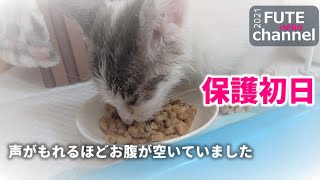 【緊急保護】鳴き止まない子猫。その子はとってもお腹が空いていました。+オーレ2【保護子猫】