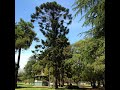 bunya bunya tree