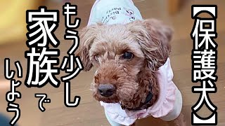 元繁殖犬ハナ、トライアルまであと少し。みんなで一緒に過ごすのも残り僅かになって来ました「vol 177」