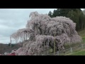 三春　滝桜満開！　2014年4月21日　00839