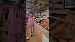 Gaushala in Chandigarh 🐄 #viralvideo #gaumata #latest #short #viral