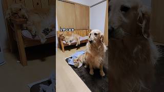 動かないで〜愛犬と猫の耐久戦 #shorts  #ゴールデンレトリバー  #保護猫